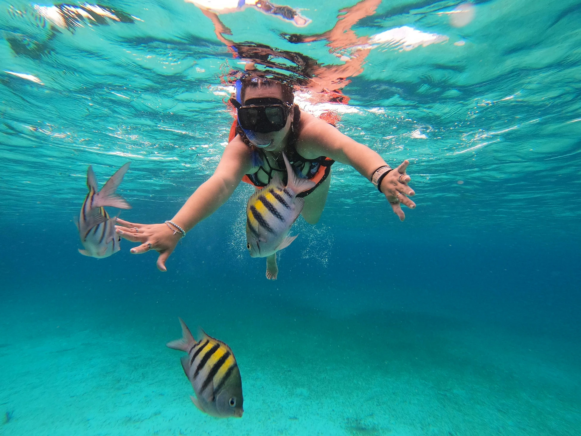 Peces tropicales en arrecife de coral, buceo en San Andrés
