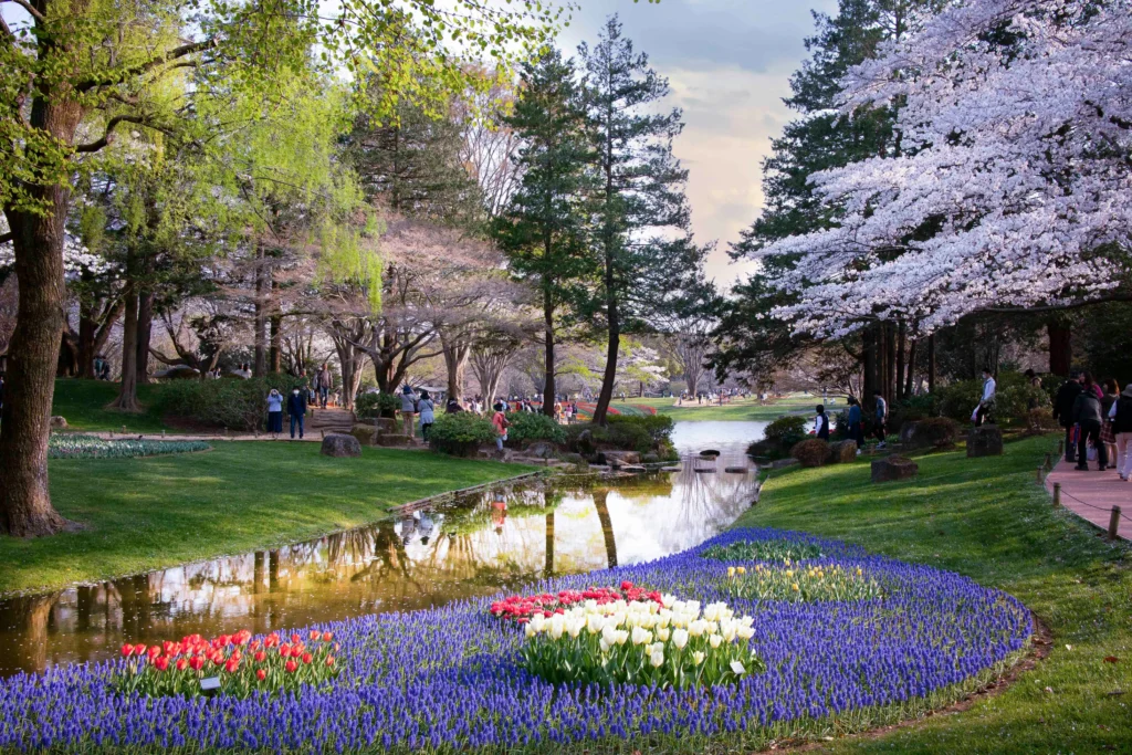 Japón en primavera - flor de cerezo sakura cuándo viajar
