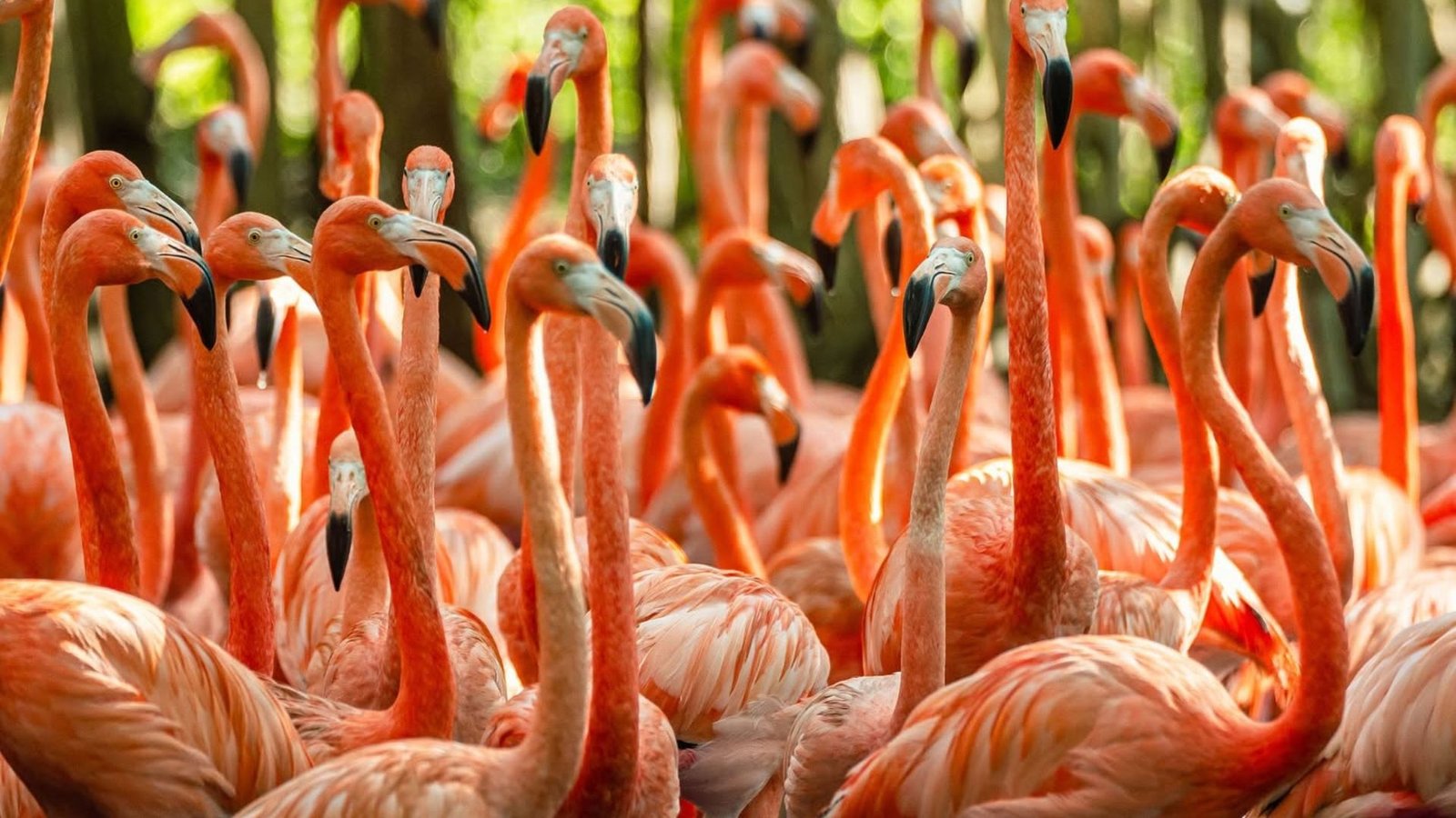 Aviario Nacional de Colombia Cartagena con niños