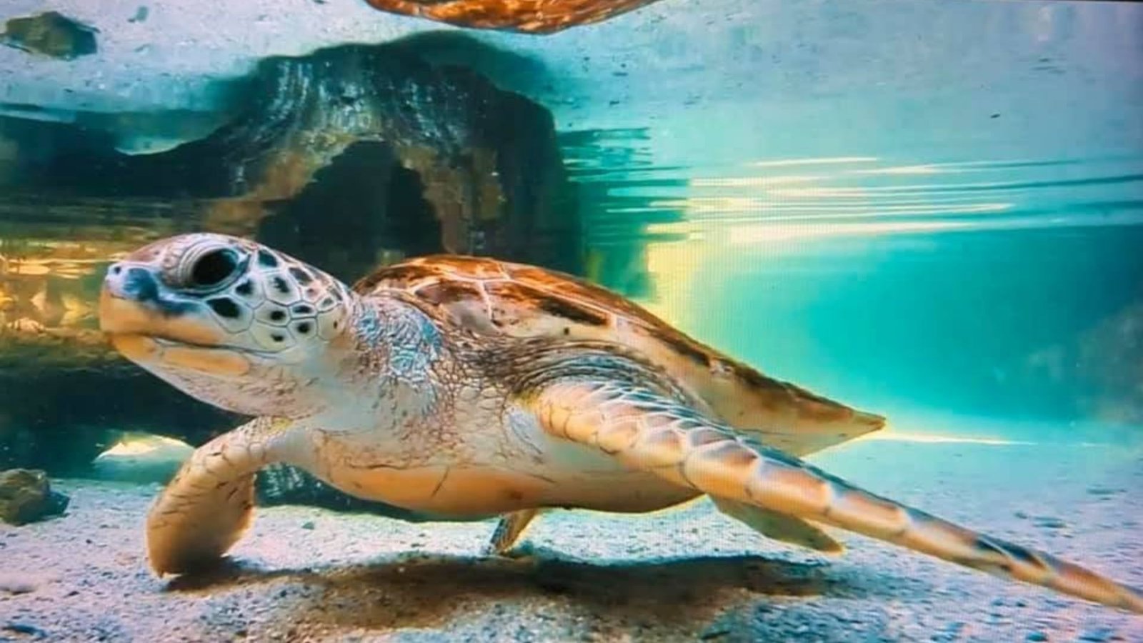 Oceanario Islas del Rosario Cartagena con niños